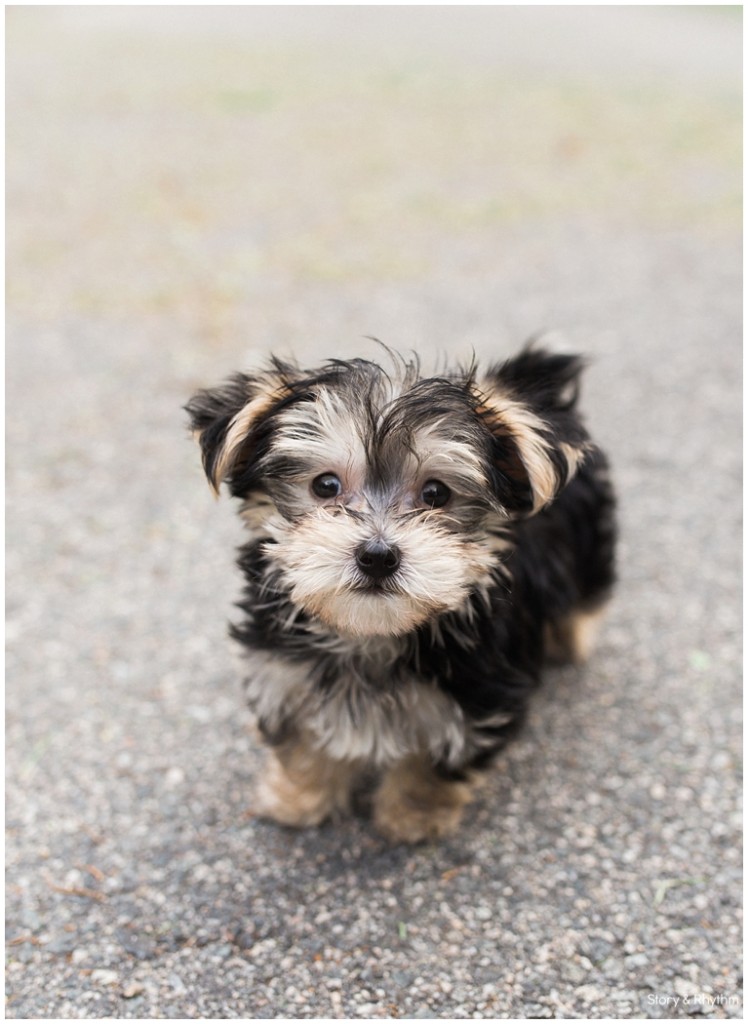 yorkie and maltese puppies in Raleigh