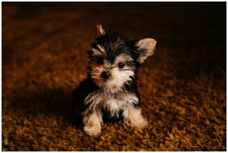 Morkie puppies Raleigh