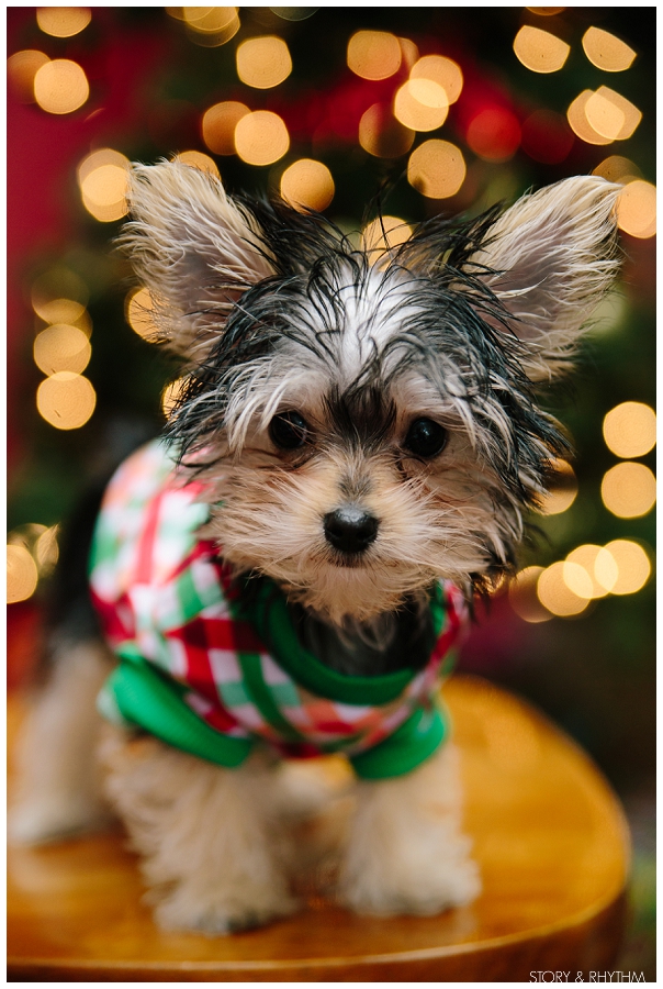 Puppy first Christmas