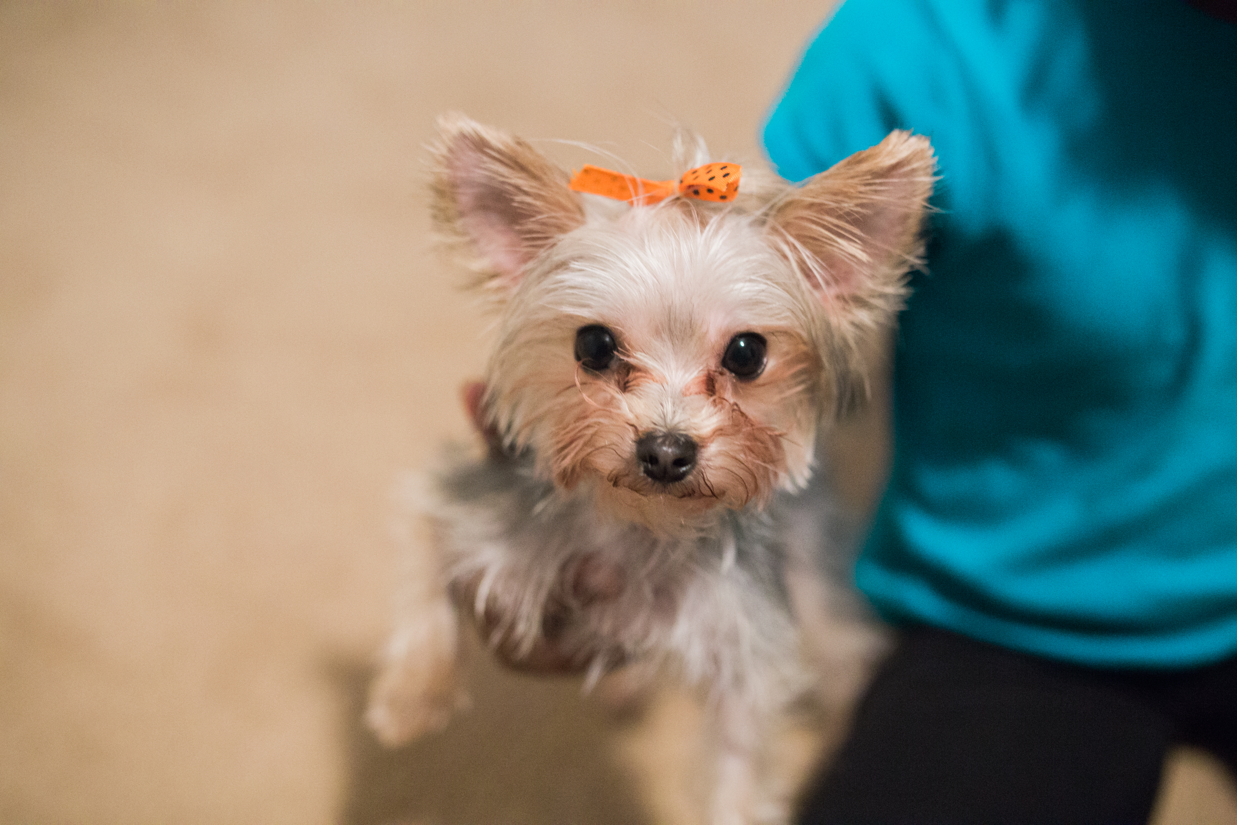 adopting a morkie puppy