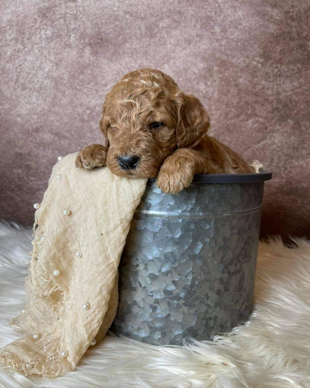 Goldendoodle from Darlin' Doggies in Charlotte, NC