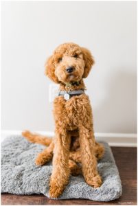 Cardigan the doodle